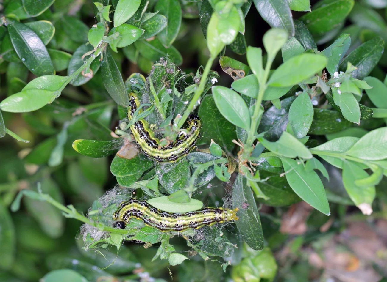 Wapno glonowe pomaga opanować inwazję ćmy bukszpanowej, a także działa prewencyjnie.