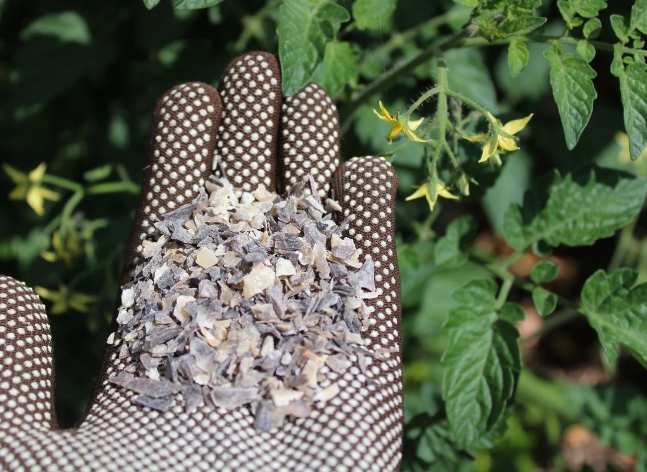 Wióry rogowe wolno rozkładają się w glebie, stopniowo uwalniając składniki odżwycze.