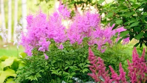 Co posadzić obok host? Świetną propozycją jest tawułka Arendsa 'Amethyst'.