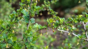 Jak dbać o agrest wiosną? Podstawą jest zastosowanie ekologicznego nawozu.