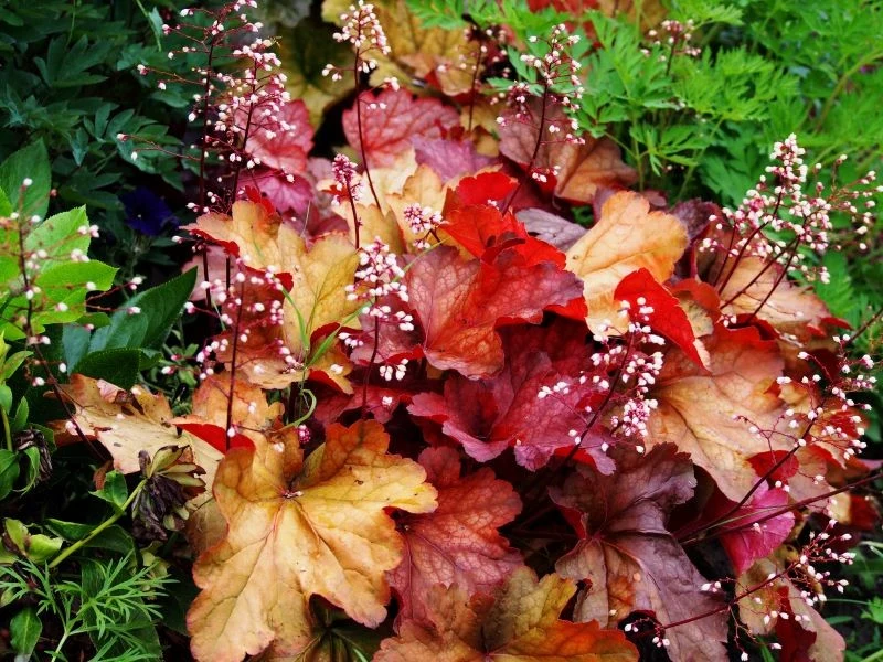 Żurawka ogrodowa (Heuchera hybrid) współgra z funkiami i innymi roślinami, które lubią cień