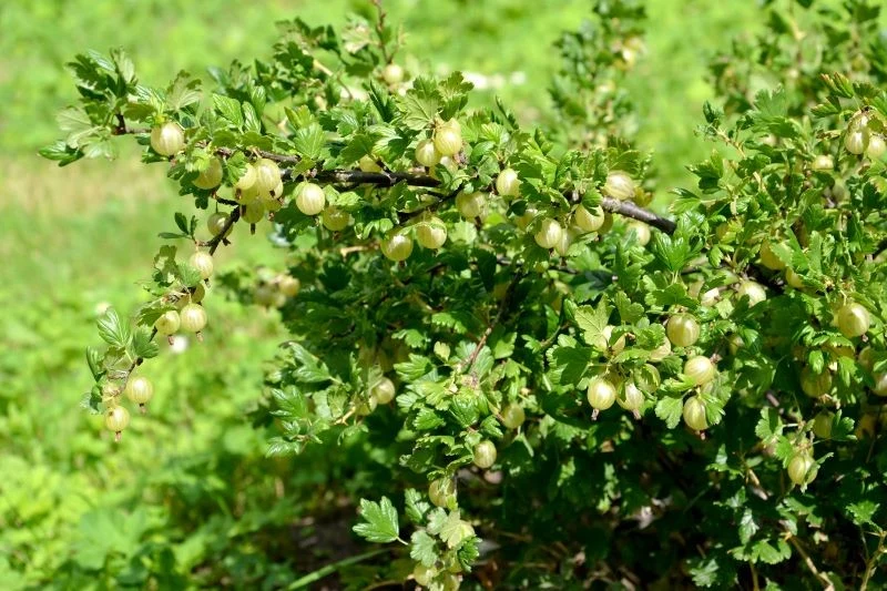 Gnojówka z młodej pokrzywy pobudzi agrest do obfitego owocowania