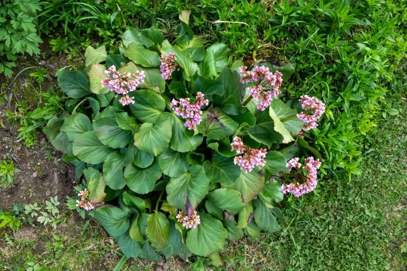 Bergenia sercolistna (Bergenia cordifolia) jest piękna i niewymagająca