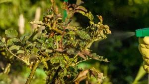 Atakują róże już od wczesnej wiosny. Najlepsze naturalne sposoby na walkę z mszycami