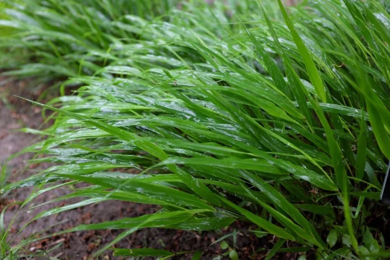 Hakonechloa smukła (Hakonechloa macra) będzie dobrze rosła obok host