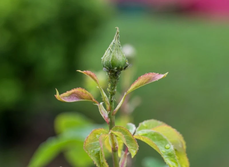 W skrajnych przypadkach mszyce na różach moga doprowadzić do obumarcia krzewów
