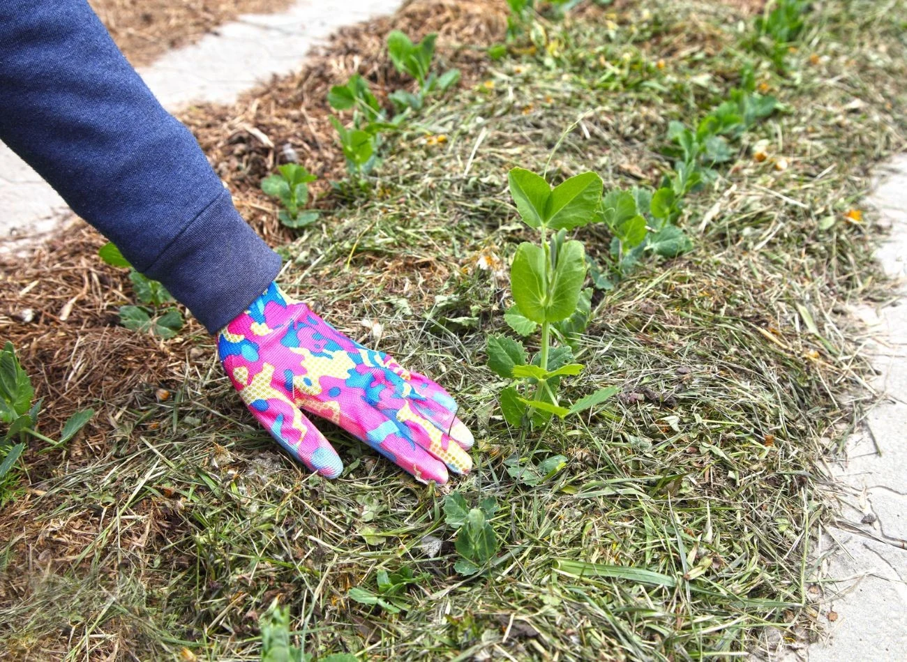 Skoszona trawa może być wykorzystana do ściółkowania rabat w ogrodzie.