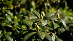 Czego potrzebują rododendrony? Przede wszystkim kwaśnej gleby.