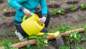 Bio nawóz do truskawek. Regularnie stosowany zwiększa kwitnienie i plonowanie