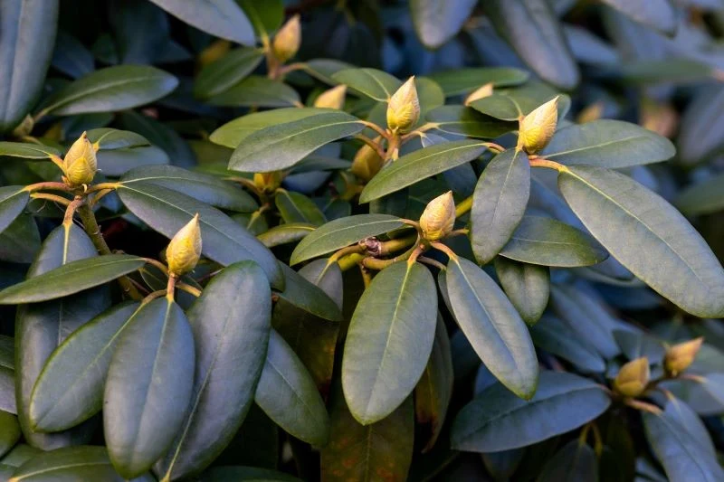 Nawożenie rododendronów borowiną pobudzi je do kwitnienia