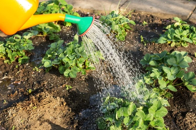 Aby truskawki lepiej owocowały, potrzebują regularnego podlewania