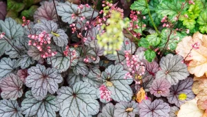 Żurawki to urocze byliny o wielobarwnych w liściach. Mało wymagające i proste w uprawie.