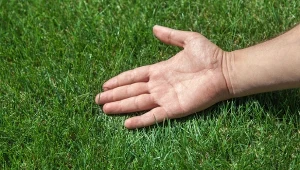 Kiedy dosiewać trawę po zimie, jakich nasion użyć, by trawnik się zagęścił.