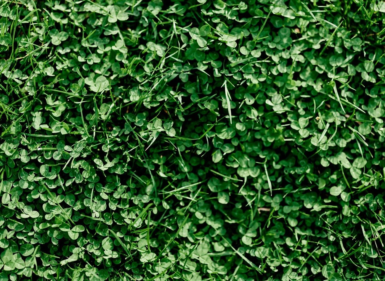 Warto sięgać po mieszanki wzgobagone o mikrtokoniczynę, która wzmacnia strukture trawnika.