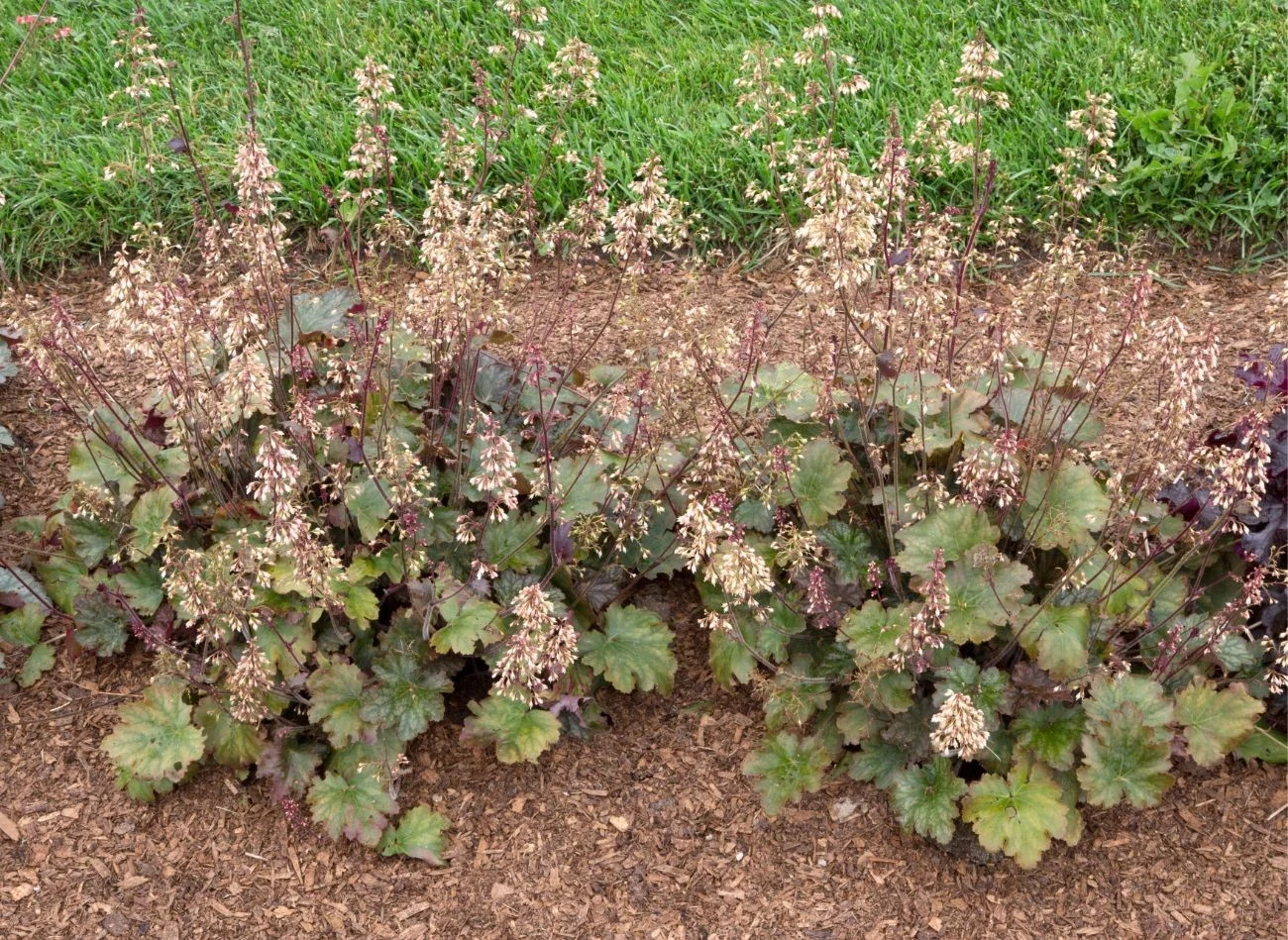 Żurawki powinny być regularnie podlewane. Co ciekawe, nie wymagają intensywnego nawożenie.