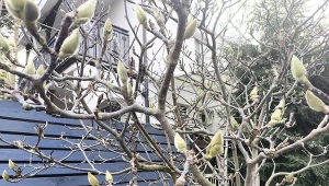 Dlaczego magnolia nie kwitnie?/Deccoria.pl