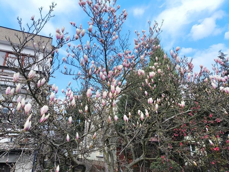 Jak nakłonić magnolię do kwitnienia