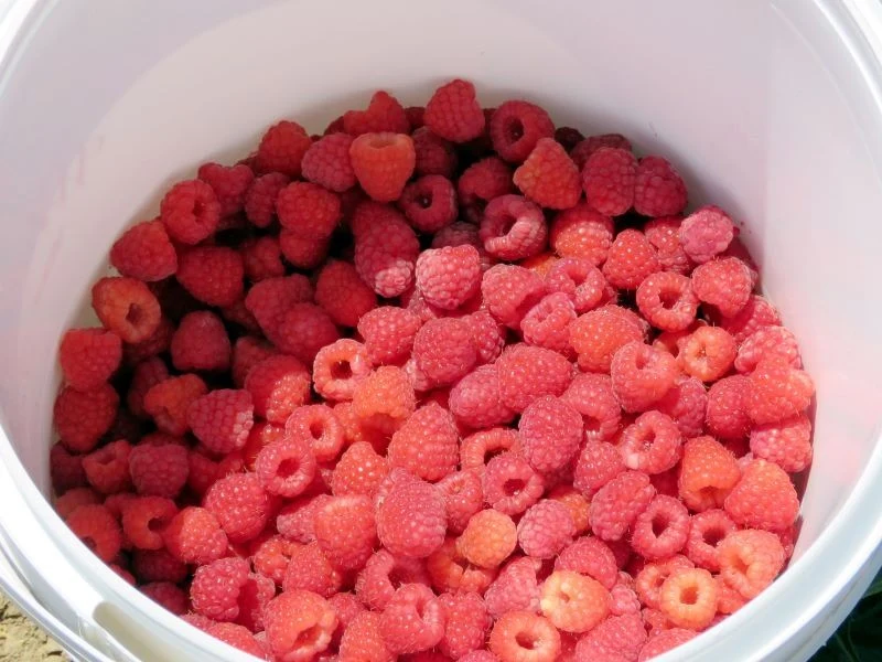 Maliny owocują obficie, gdy są nawożone w naturalny sposób