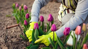 Pielęgnacja tulipanów – najważniejsze zasady