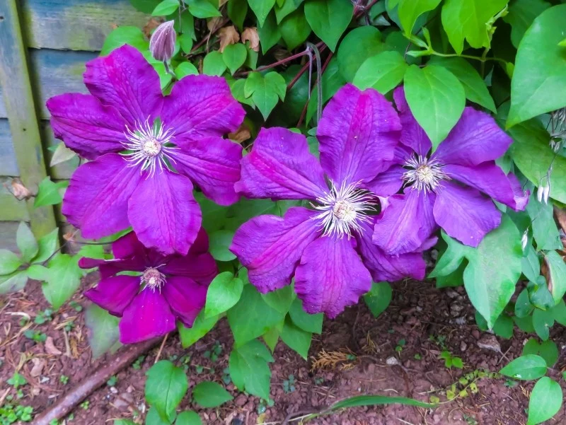 Nawożenie powojników najlepiej rozpocząć jeszcze przed sadzeniem