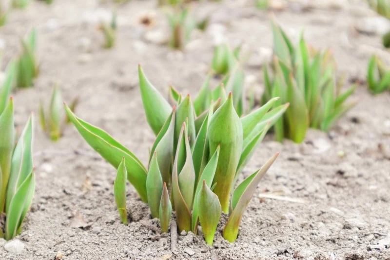 Wczesną wiosną tulipany potrzebują nawożenia, gdyż zaczynają budzić się do życia