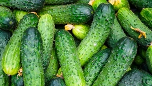 Ogórki sieje się do gruntu od połowy maja, wcześnie warto wybrać dobrą odmianę./123