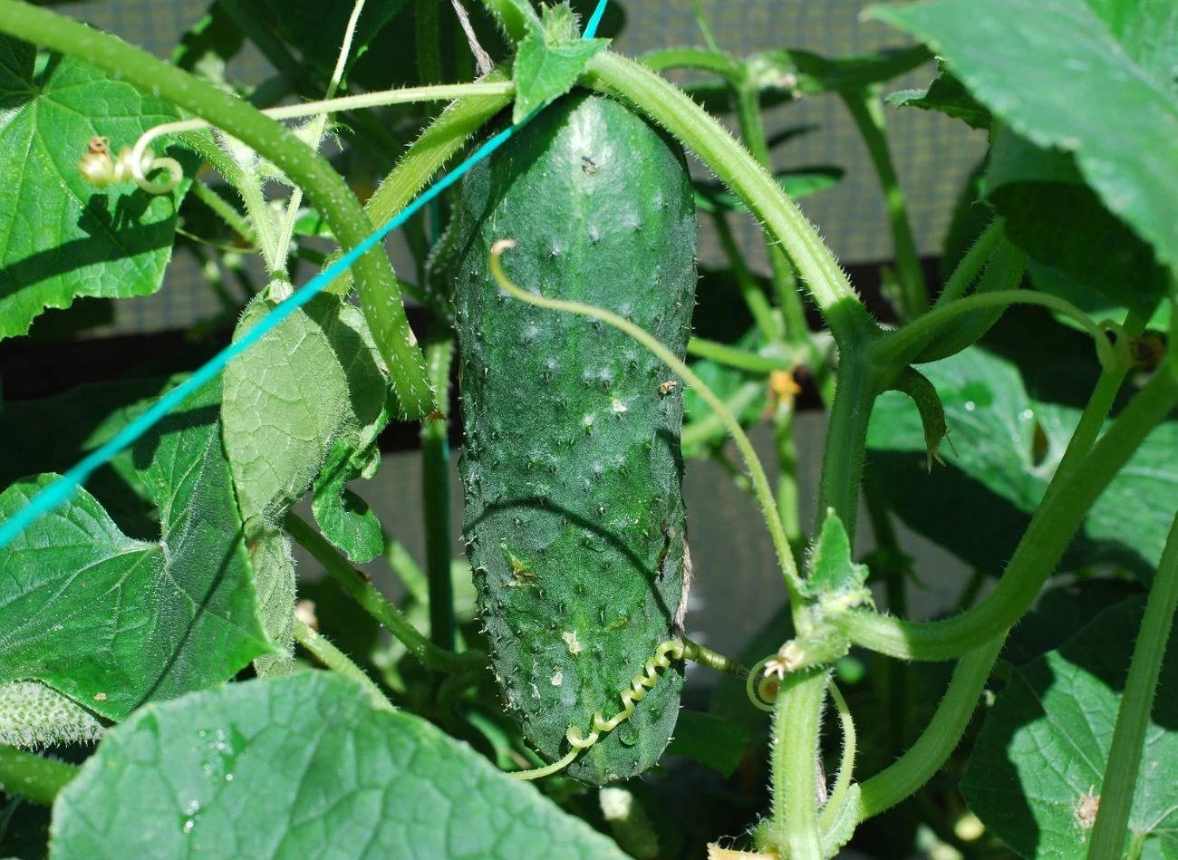 Która odmiana ogrórka gruntowego jest najlepsza?