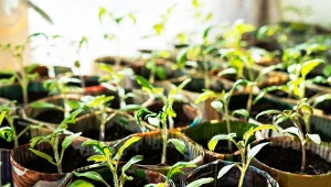 Naturalna odżywka na grube łodygi sadzonek pomidorów. Podlewasz i zabezpieczasz przed chorobami