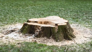 Czym usunąć pień drzewa? Dobry sposób bez karczowania i wysiłku