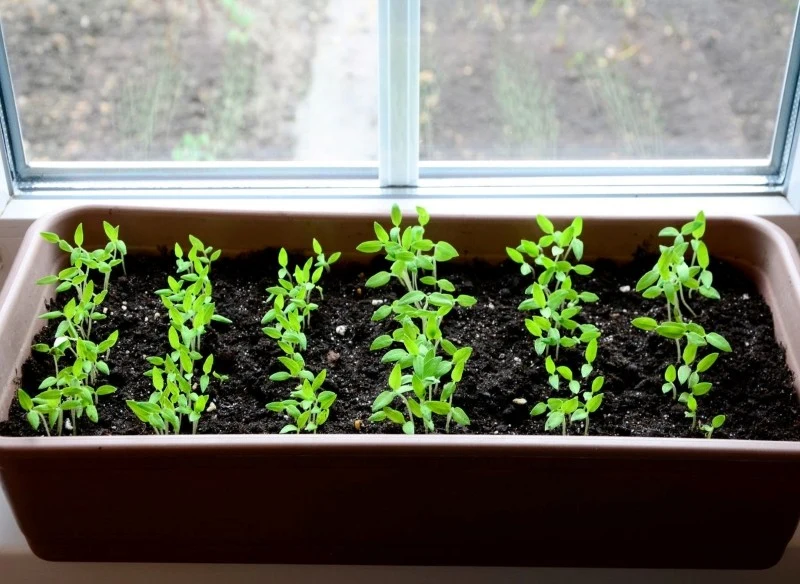 Pomidory potrzebują dużo światła, dlatego należy umieścić sadzonki w słonecznym miejscu