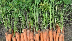 Wczesne odmiany marchwi trzeba wysiać do końca kwietnia.