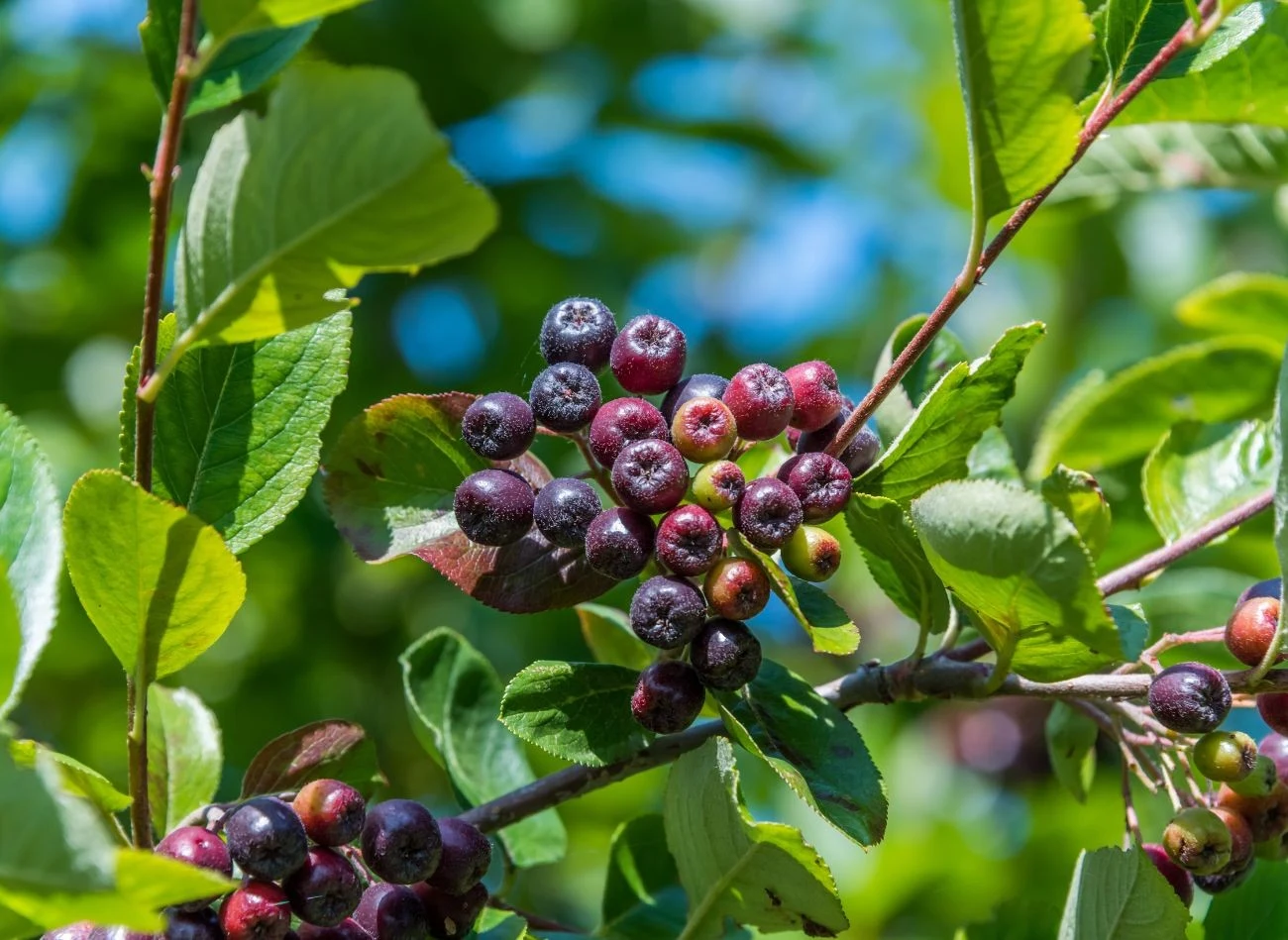 Aronia nie będzie dobrze rosła w glebach podmokłych, kamienistych oraz zasolonych.