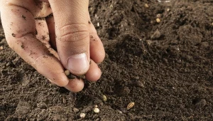 Niektóre nasiona warzyw i kwiatów potrzebują skaryfikacji. Jak prawidłowo wykonać ten zabieg?