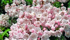 Kalmia szerokolistna (Kalmia latifolia) kwitnie wyjątkowo obficie, gdy zapewnimy jej kwaśną glebę.