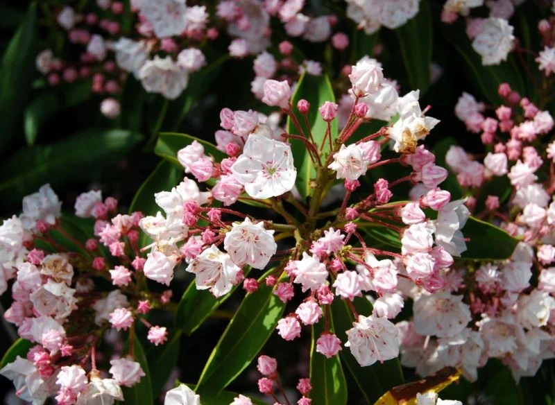 Kalmia szerokolistna kwitnie wiosną