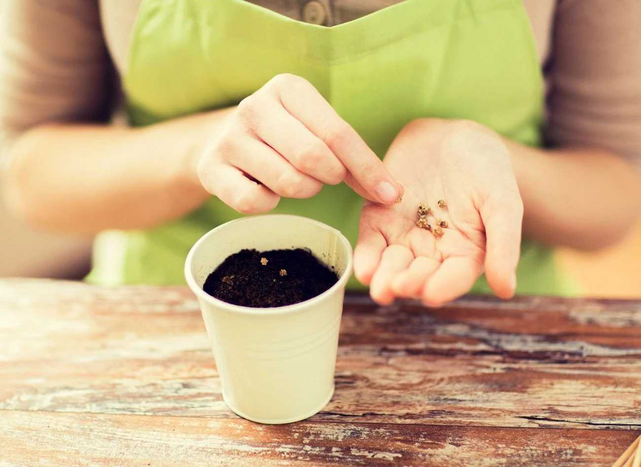 Skaryfikacja sprawi, że niektóre nasiona bardzo szynko zaczynają kiełkować.