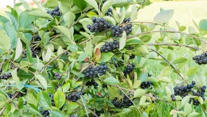 Wyjaśniamy, jak ciąć aronię wiosną.