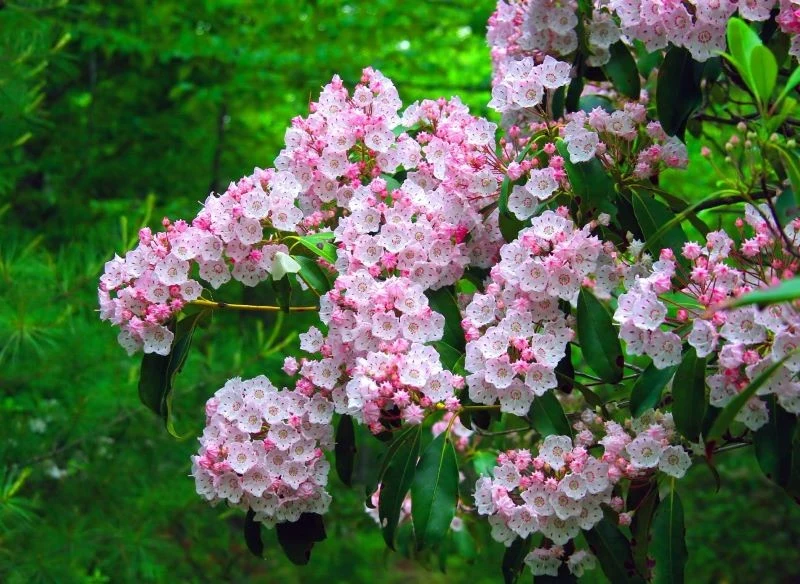 Kalmię szerokolistną wyściółkujmy np