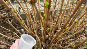 Jak sprawić, by hortensja obficie kwitła? Naturalne nawozy zalecane przez doświadczonych ogrodników