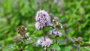 Odstrasza mrówki i mszyce, łagodzi dolegliwości trawienne, działa uspokajająco. Uprawa mięty wodnej