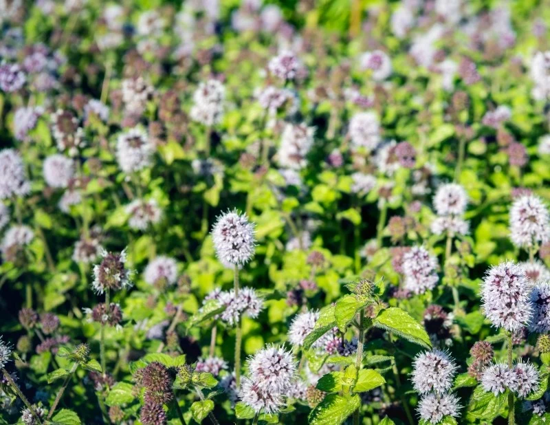 Mięta wodna bujnie kwitnie od lipca do września