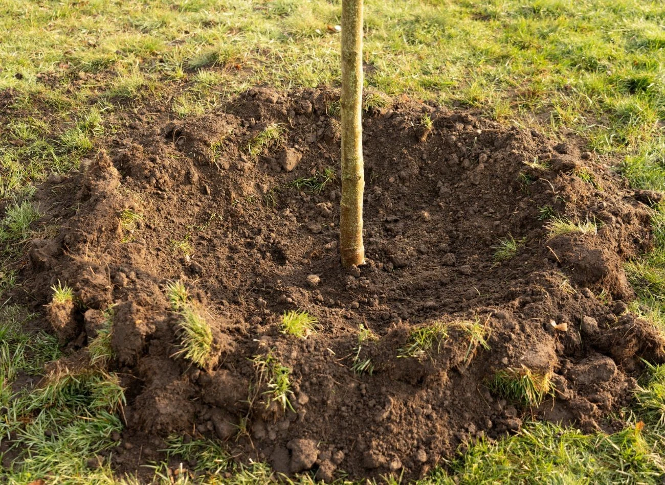 Przed posadzeniem drzew owocowych, warto zrobić analizę gleby. Wskaże ona, których składników mineralnych w niej brakuje.