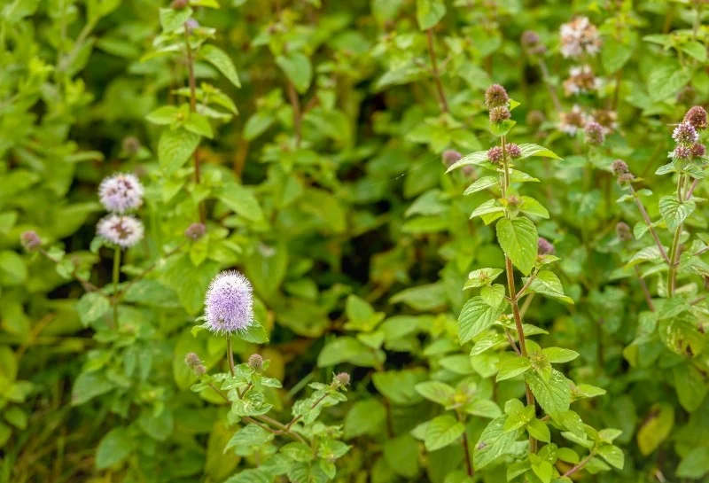 Mięta wodna lubi środowiska wilgotne, ale można ją również uprawiać w pojemnikach