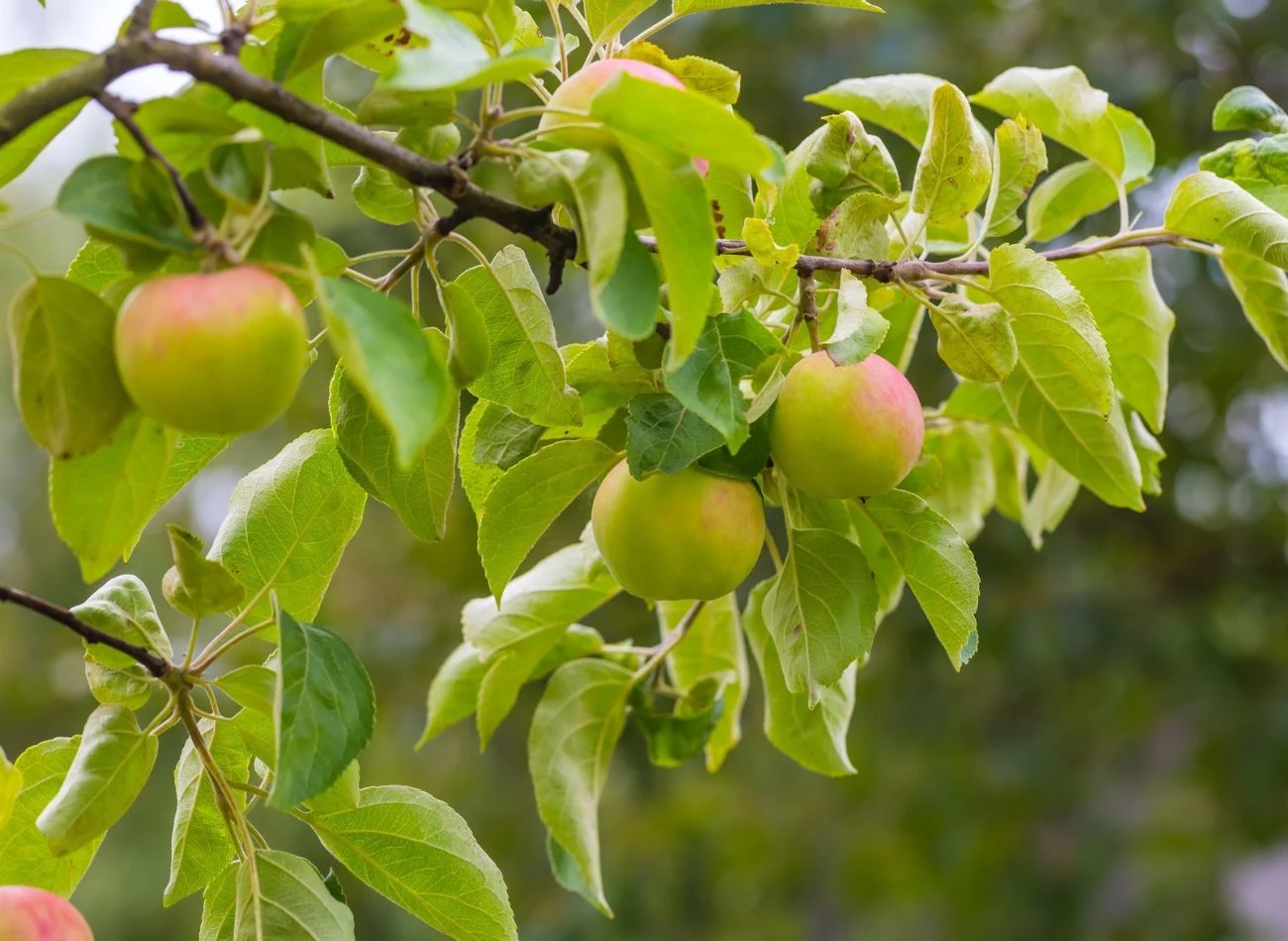 Od tego, w jaki sposób posadzisz i będziesz pielęgnować młode drzewko owocowe, zależy jego przyszłe plonowanie.