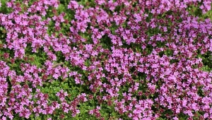 Przycinanie macierzanki na wiosnę. Źle to zrobisz, nie odrośnie