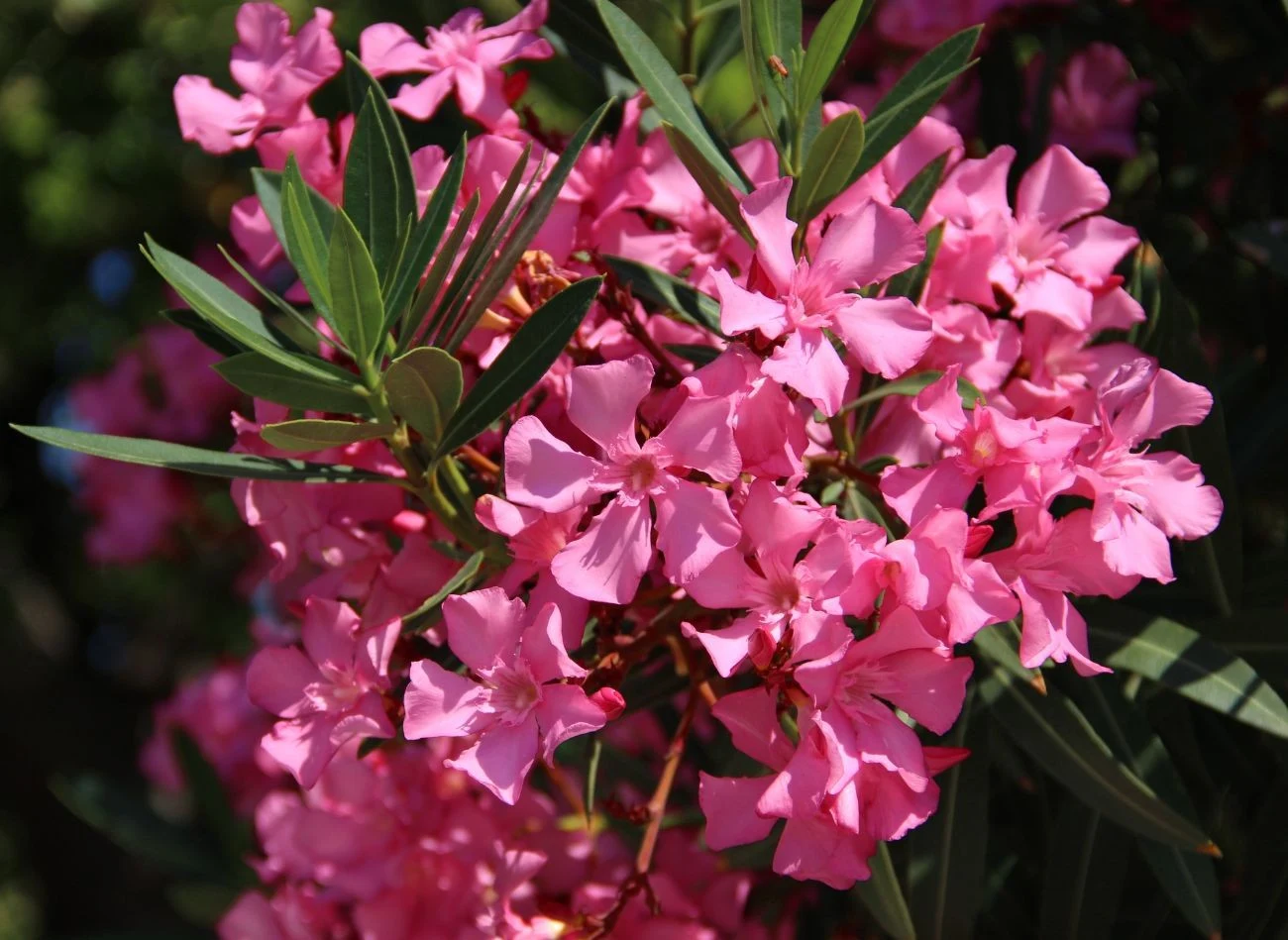 Prawidłowe przycinanie oleandra to gwarancja obfitego kwitnienia.