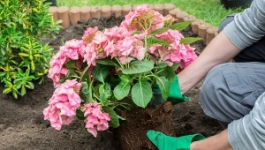 Naturalne nawozy do hortensji wspomagają ukorzenienie się młodych roślin i szybszą adaptację w nowym środowisku. Dla starszych krzewów to zastrzyk stymulujący regenerację i ładniejszy wzrost po zimie.