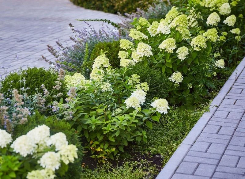 Wspierając hortensje już wczesną wiosną, stymulujesz ich zdrowy wzrost, pozwalasz lepiej się zregenerować po zimie oraz pobudzasz prawidłowe proces...