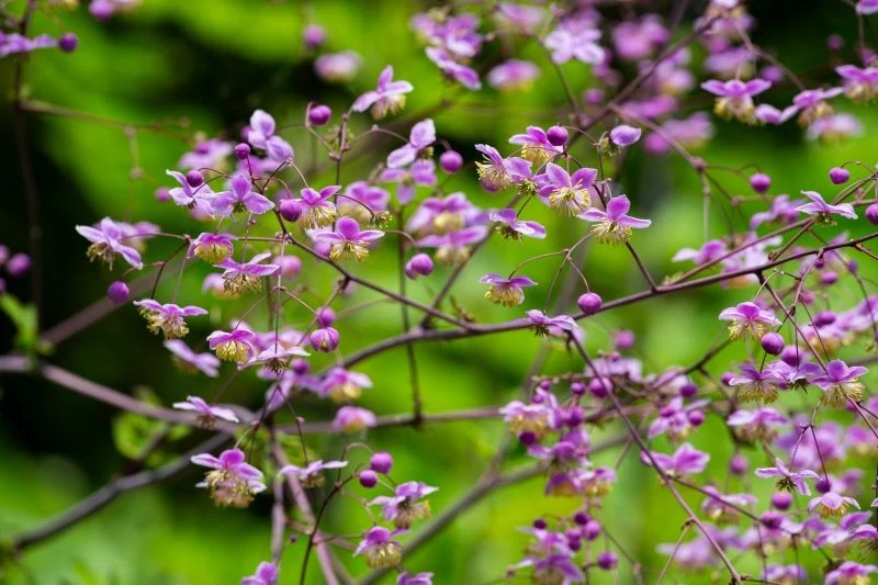 Rutewka Delavaya do obfitego kwitnienia wymaga stale umiarkowanie wilgotnej gleby