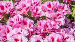 Co siejemy w kwietniu? Warzywa, kwiaty i zioła